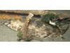 Photo of Hexagrammos stelleri